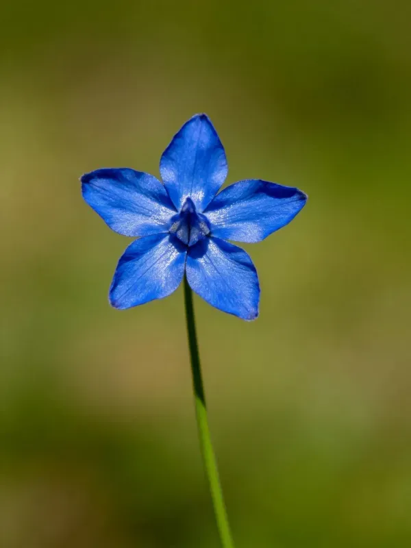 蓝色龙胆花的五片花瓣呈星状分布，花瓣边缘带有的波浪形态。