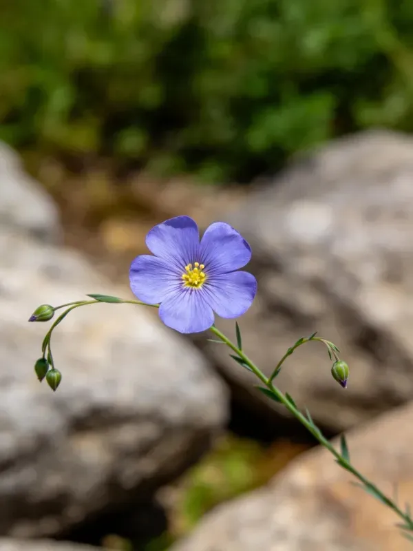 亚麻花的花瓣呈淡紫色,中心有明亮的黄色花蕊,生长在岩石之间。