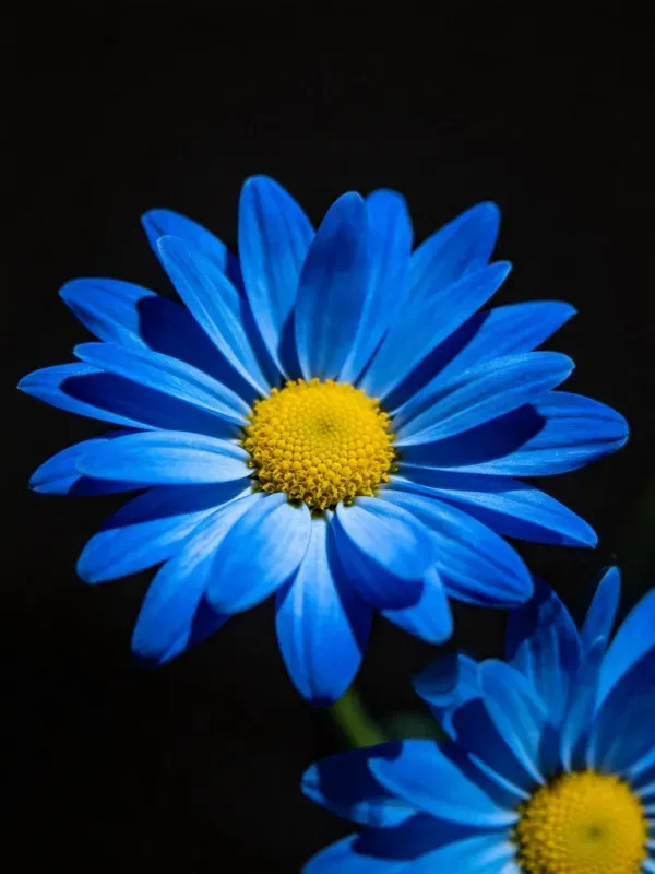 蓝色雏菊在黑色背景前展现,其蓝色花瓣与黄色花盘形成鲜明对比,花瓣纹理清晰可见。
