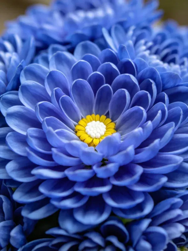 蓝紫色菊花特写，花瓣呈现渐变色彩，中心黄色花盘清晰可见，花瓣纹理细腻。