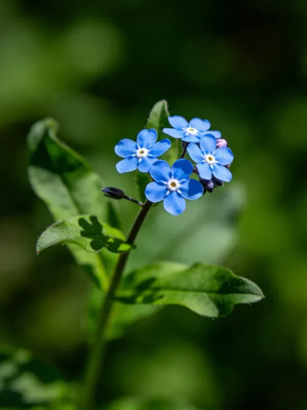 勿忘草的蓝色花瓣边缘微微卷曲,中心白色花蕊清晰可见。