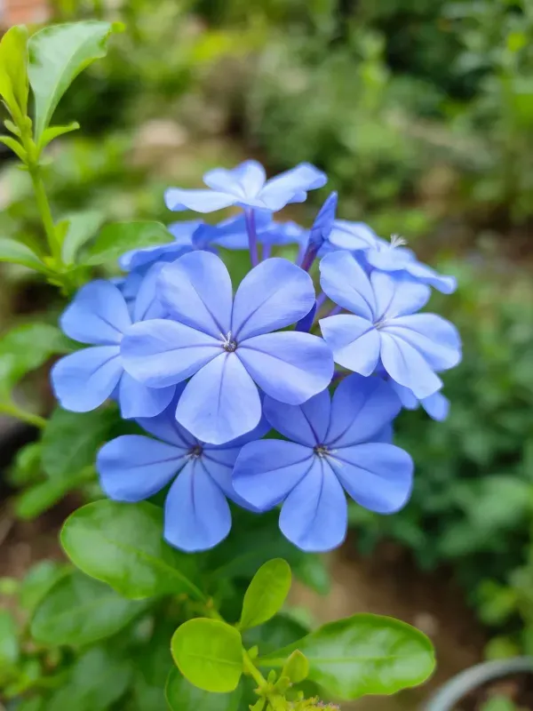 蓝雪花特写镜头显示淡蓝色花瓣及周围绿色叶片,花瓣边缘清晰可辨。