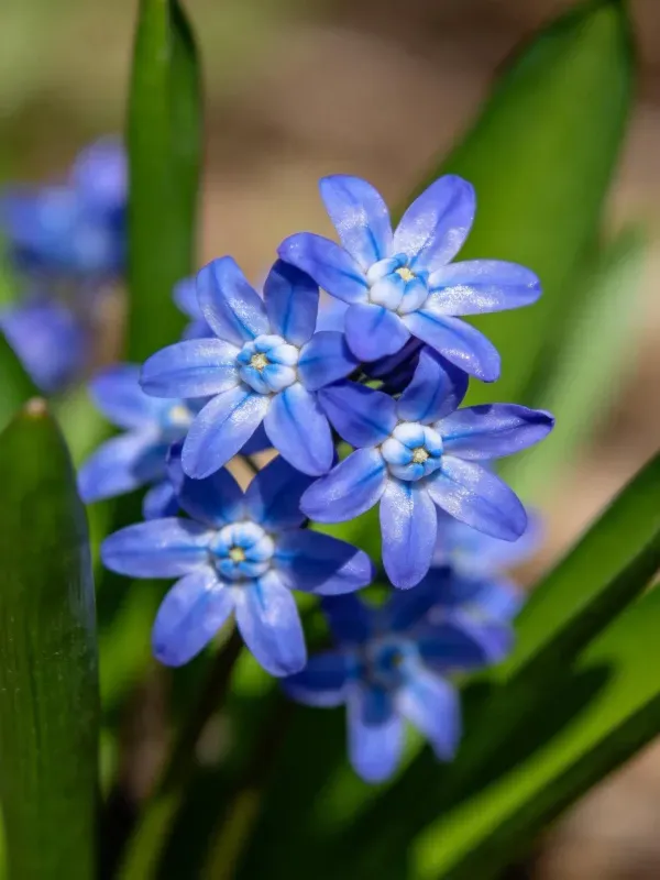 青紫色风信子花朵紧密聚集,花瓣呈淡蓝色调,表面有细腻纹理。
