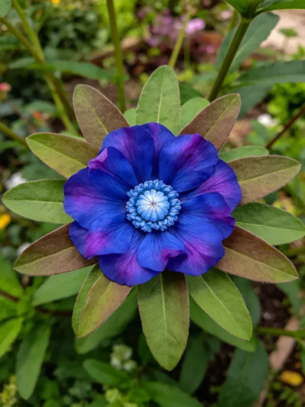 蓝紫色花朵,花瓣呈深蓝色带紫色渐变,中心是淡蓝色花蕊结构,周围环绕宽大绿色叶片。