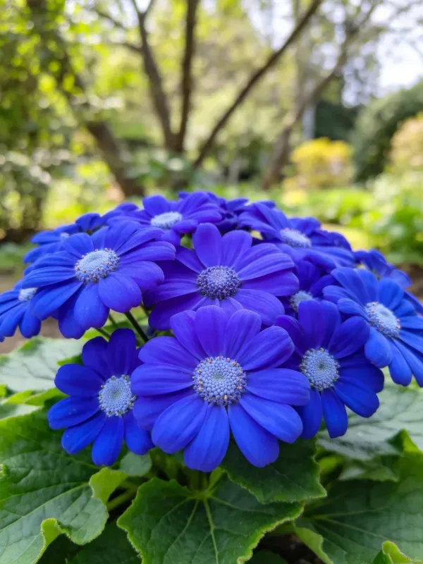 园林场景下蓝紫色非洲菊特写画面