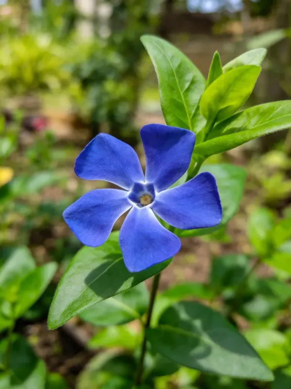 长春花在花园中的特写镜头