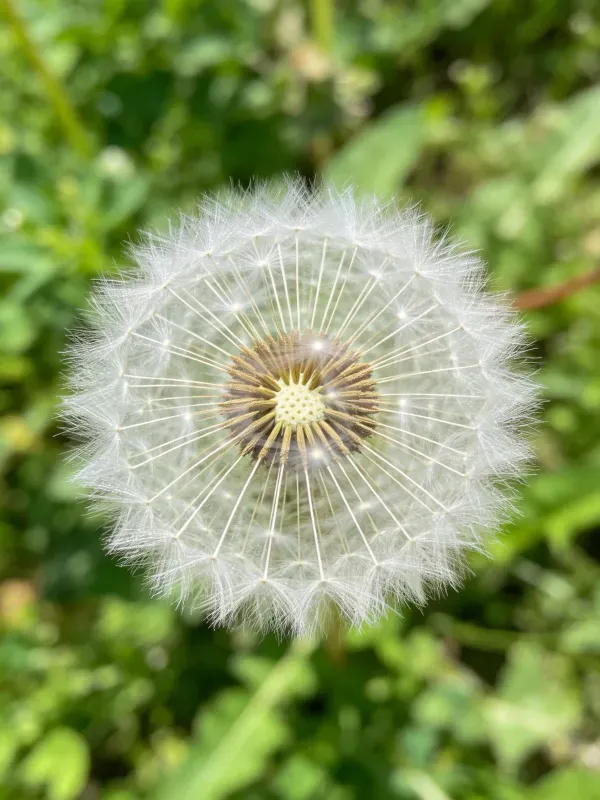 蒲公英种子球的特写镜头