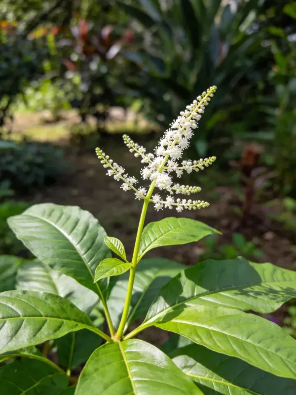 大花臭茉莉植株,其宽大的绿叶与密集的白色花朵花序清晰可见,叶片表面光滑有光泽。