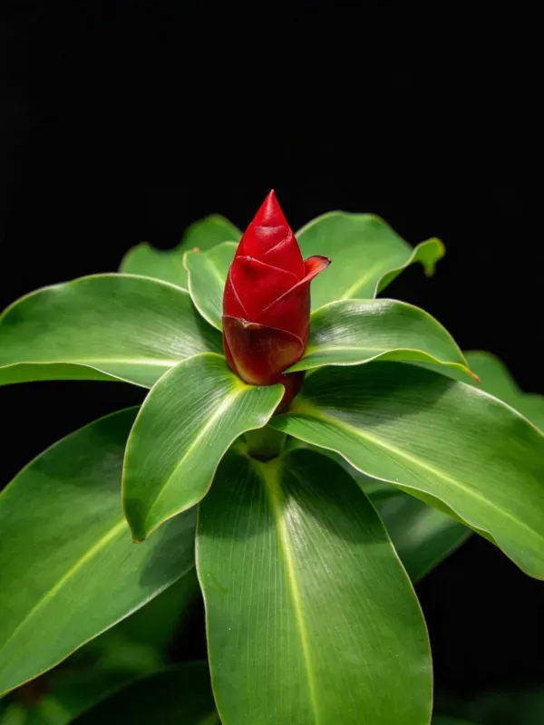 红山姜的红色花苞与宽大绿色叶片特写，叶片叶脉清晰，花苞呈鲜艳红色。