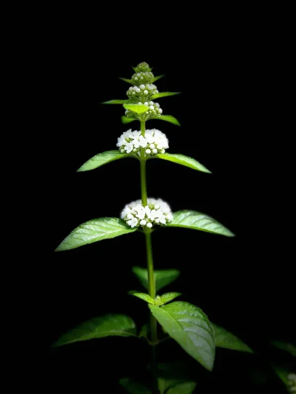 缬草白色花簇特写镜头,显示其茎部生长的球形白色花簇及带明显叶脉的绿色叶片。