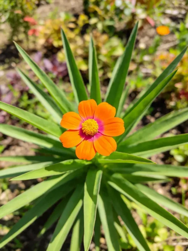 长叶金鸡菊花朵有鲜艳橙色花瓣,中心黄色花蕊清晰可见,叶片呈放射状分布。
