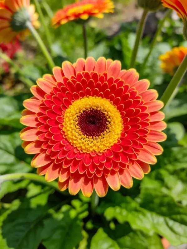 非洲菊花朵以红色渐变花瓣和明黄色花心呈现,花瓣边缘带有橙色渐变效果,生长在露天花园环境中。