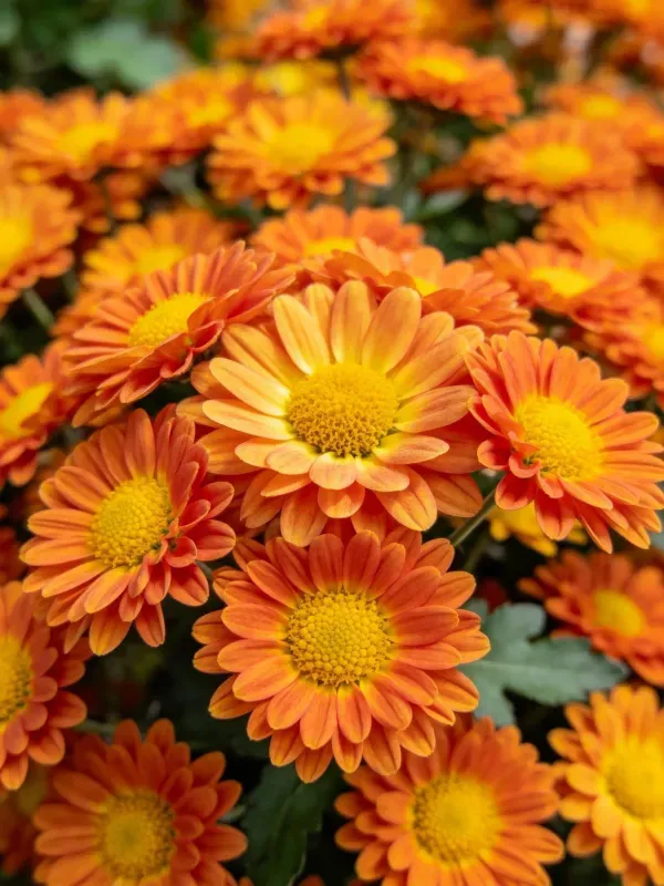 橙黄色菊花拥有渐变色彩的花瓣与明亮的黄色花蕊核心。