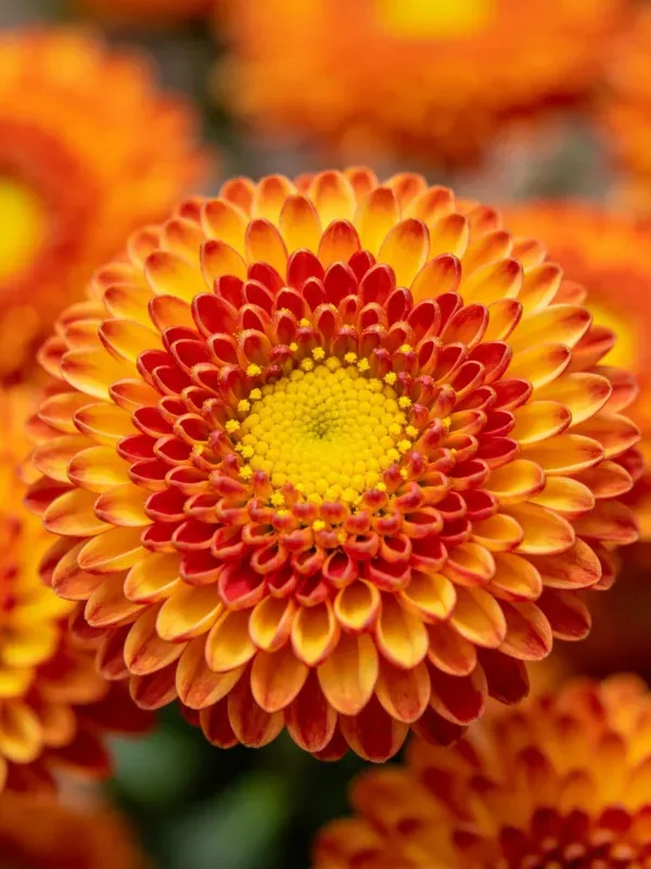 橙红渐变观赏菊的中心是密集的金黄色花蕊,花瓣呈现出从浅橙到深红的渐变色彩,花瓣边缘微微卷曲。