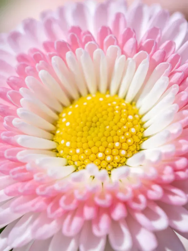 洋甘菊花瓣与花蕊特写镜头