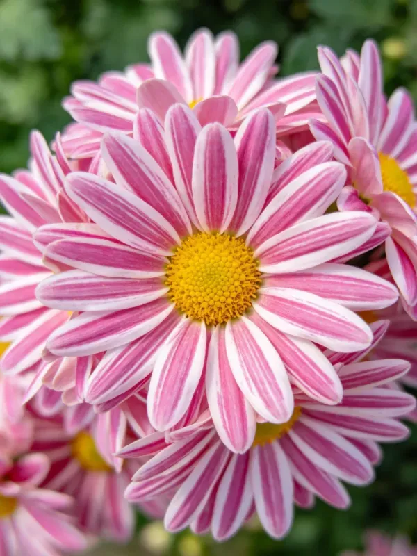 带条纹的粉色菊花,花瓣呈现粉白相间的条纹图案,中心黄色花蕊清晰可见。