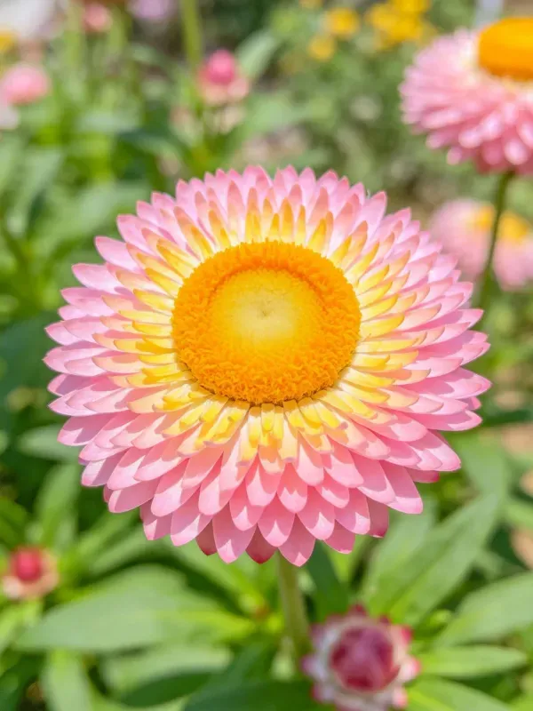 花园中麦秆菊的特写镜头