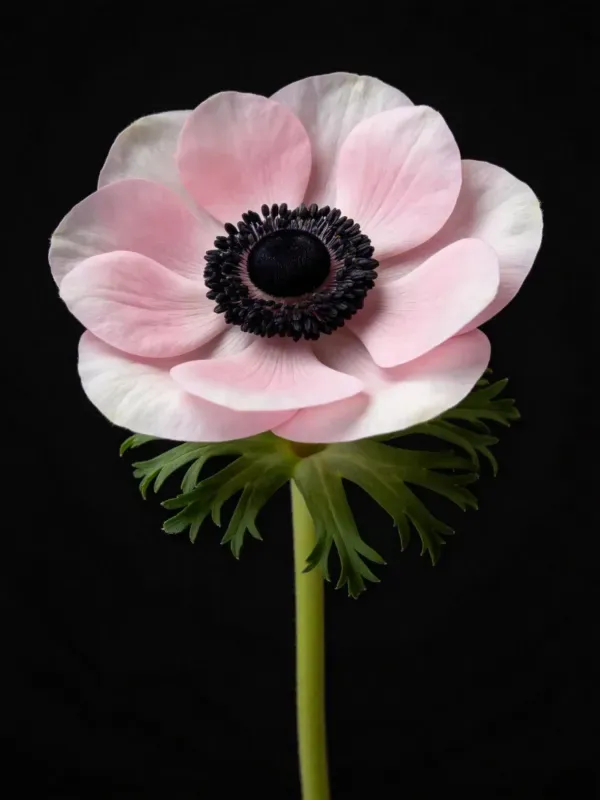 洋牡丹花瓣与花蕊特写