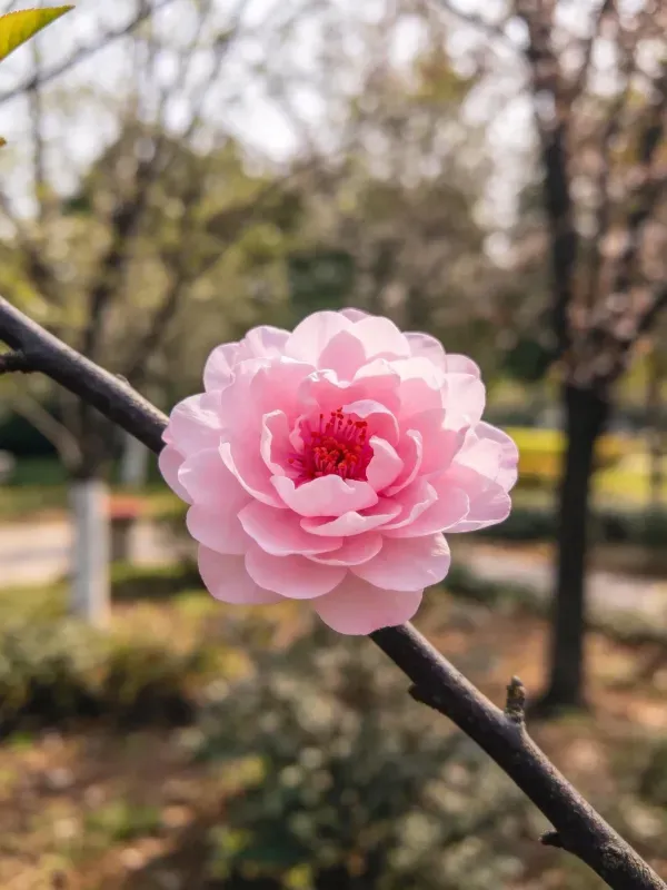 木瓜海棠花朵特写,多层粉色花瓣环绕红色花蕊,生长在深褐色枝条上。