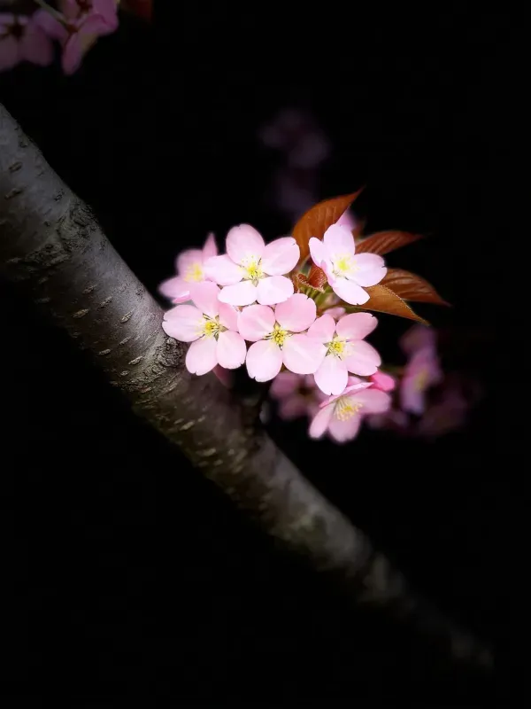 樱花枝头的粉色花朵，花瓣呈淡粉色，花蕊为黄色，生长在深褐色树枝上。