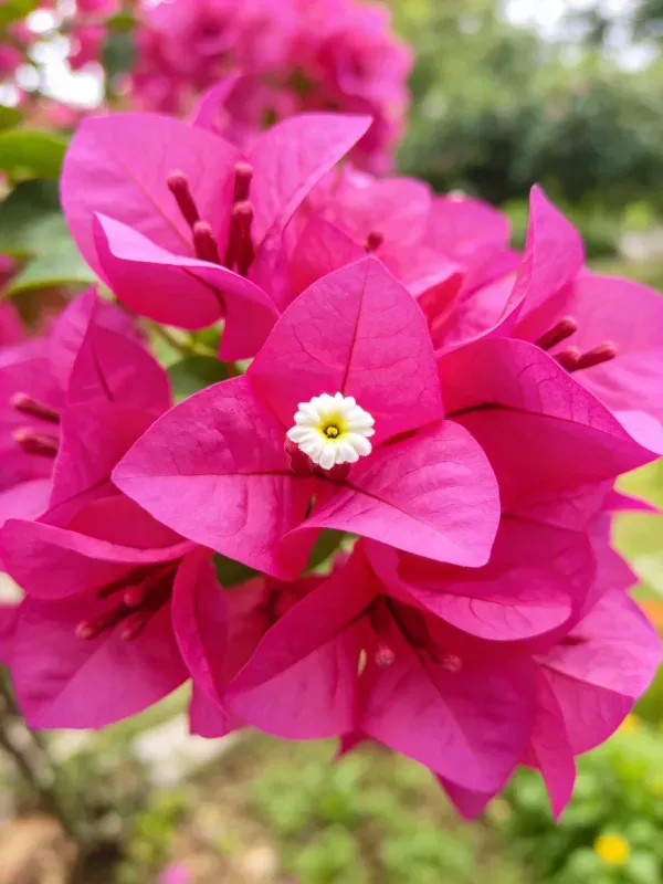 露天花园中三角梅与中心白花的特写场景