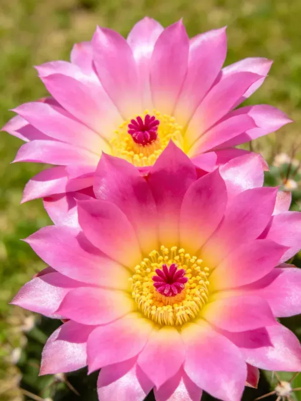 两朵盛开的复活节百合仙人掌,粉色花瓣环绕着黄色花蕊和深红色雌蕊。
