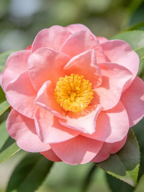 粉色山茶花的特写镜头