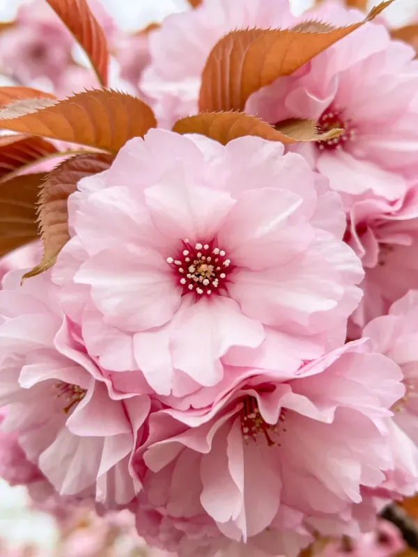 淡粉色樱花花瓣与暖红叶片特写场景