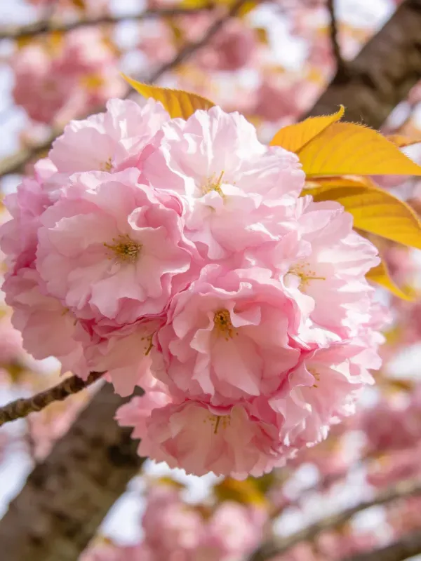 樱花特写呈现粉白色花瓣层层堆叠，黄色叶片从花团旁探出，花瓣边缘呈波浪形状。