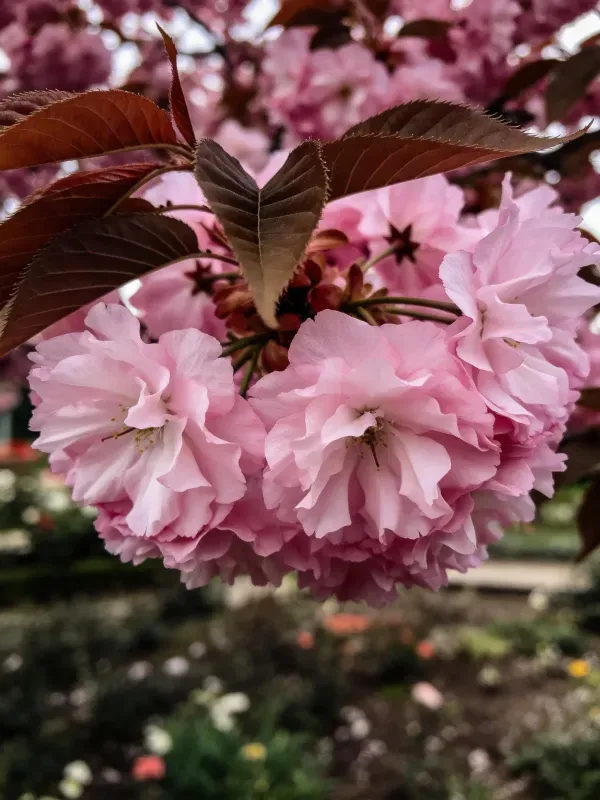 重瓣樱花的花瓣呈现出柔和的淡粉色,边缘微微卷曲,展现出轻盈的质感。