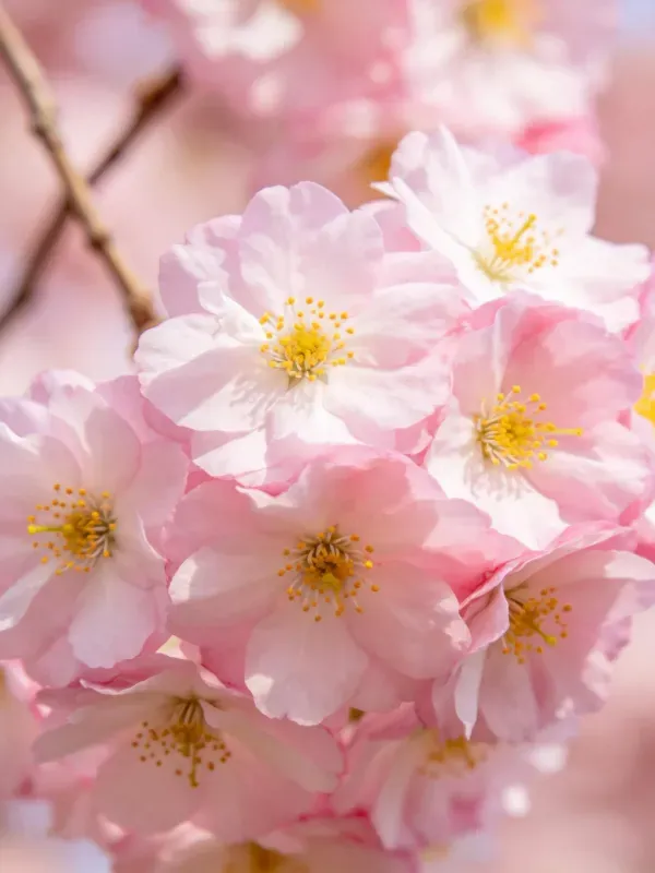 樱花特写展现花瓣形态