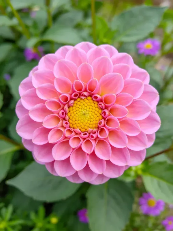 这朵大丽花拥有鲜艳的粉色层叠花瓣和明亮的黄色花心,花瓣呈现出柔和的曲线形态。