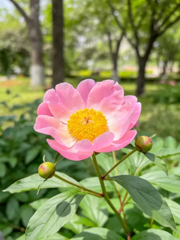 公园环境中盛开的芍药花