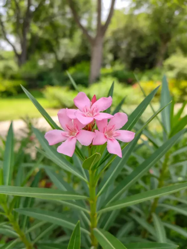 露天花园中的夹竹桃花朵特写