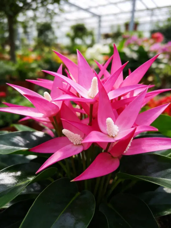 火炬姜花朵,其粉红色苞片呈尖锐状,中心是白色肉穗花序,周围环绕着深绿色宽大叶片。