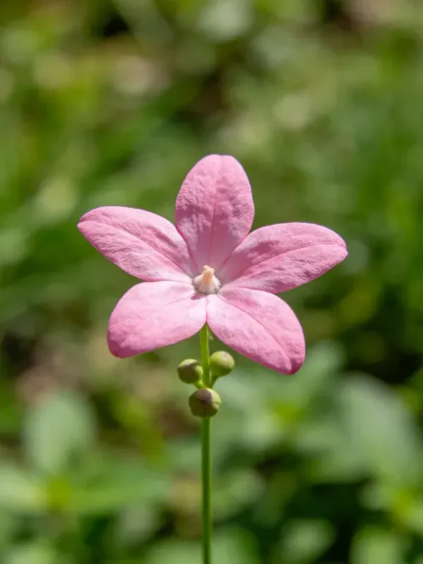 五瓣粉色桔梗花特写，花瓣呈淡粉色且边缘微微卷曲，花蕊清晰可见，花茎修长带有花苞。