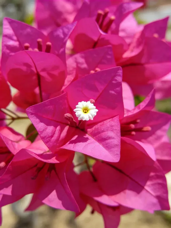 三角梅花瓣与中心小白花的特写
