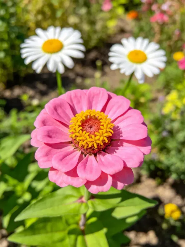 粉色的百日草花朵,中心是明亮的黄色花蕊,花瓣呈现出柔和的粉红色泽。
