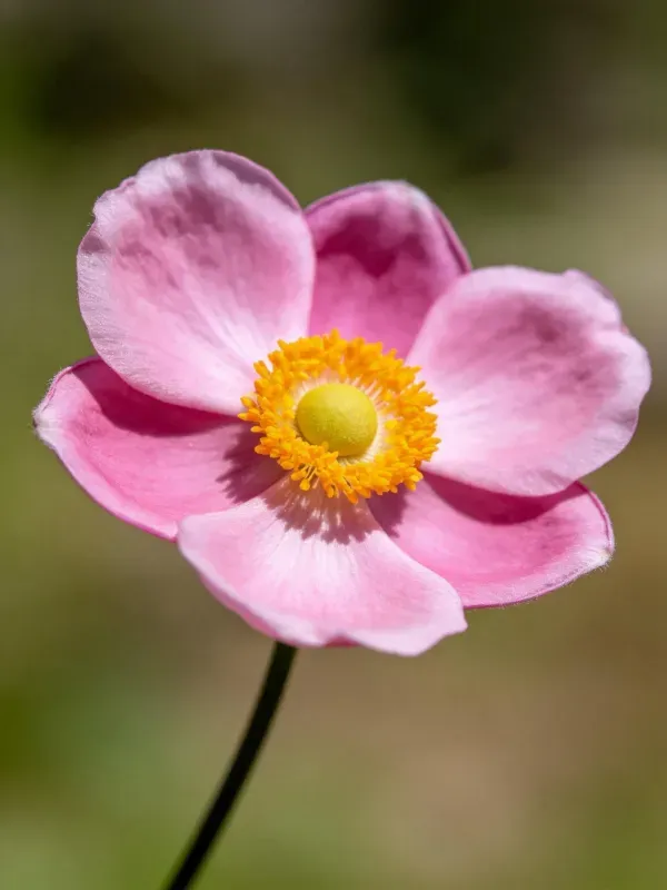 日本银莲花的花瓣呈淡粉色,中心有明黄色花蕊,花瓣边缘卷曲,背景为模糊环境。