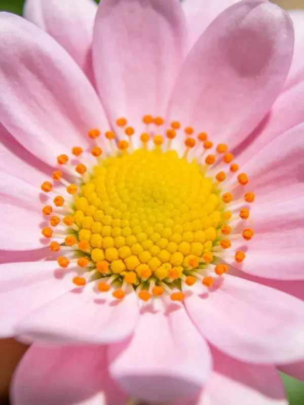 菊科花卉特写,淡粉色花瓣与密集的小黄花及橙色花蕊构成鲜明色彩对比。