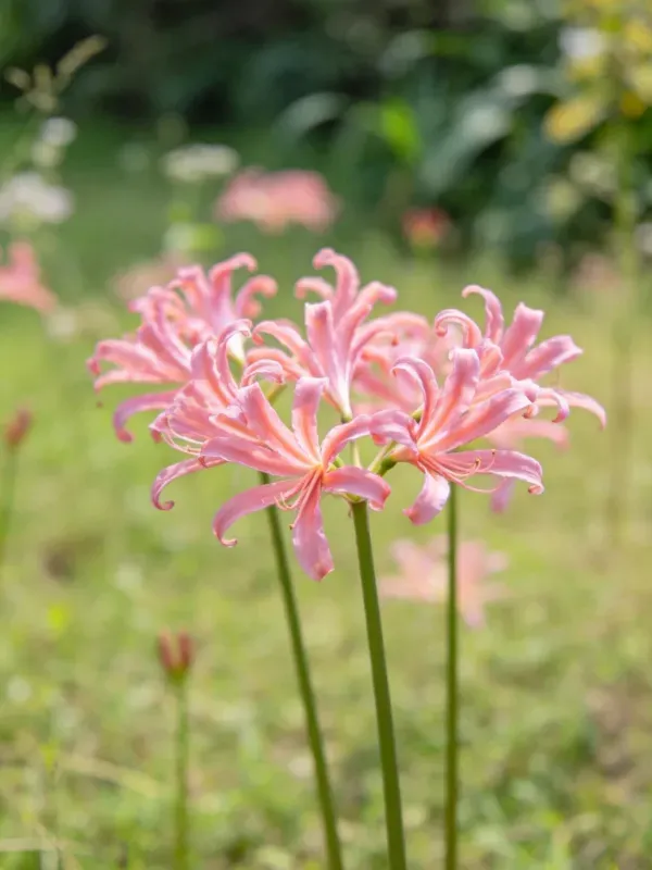 图中展示的石蒜花,花瓣呈淡粉色,细长且向外弯曲,呈现出独特形态。