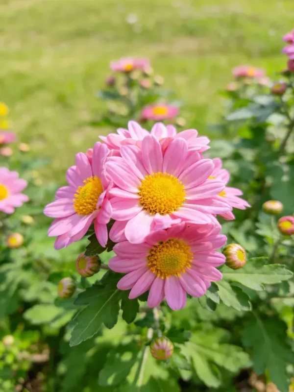 花园中粉色菊花,花瓣呈淡粉色,花心为明亮的黄色,生长在翠绿枝叶间。