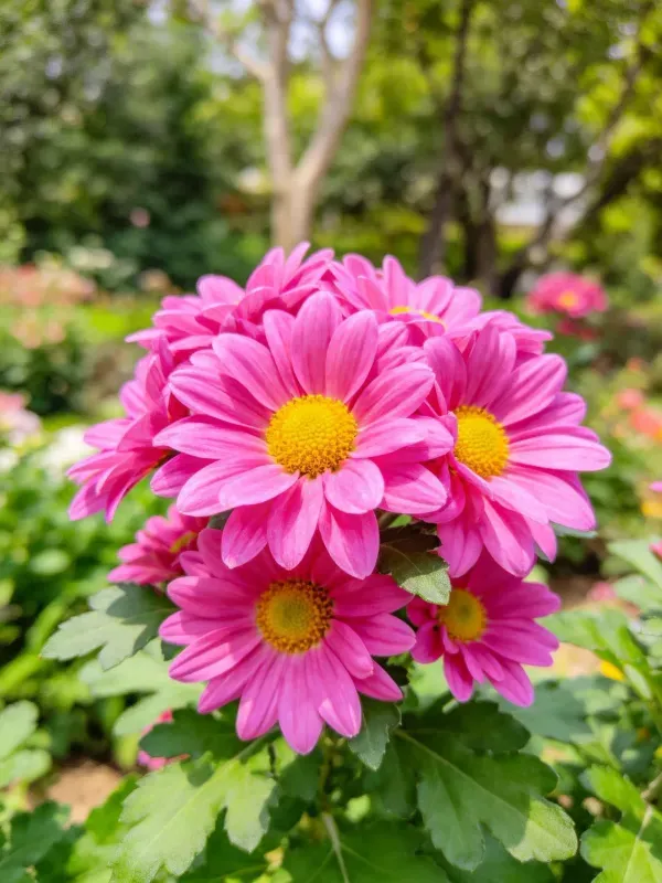 粉色大丽菊的花瓣宽大呈粉粉色红色，黄色花蕊清晰可见，叶片翠绿茂密。