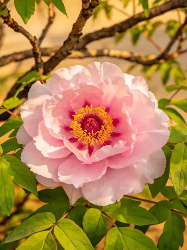 牡丹在暖光下绽放,中心黄色雄蕊清晰,花瓣呈现淡粉色渐变效果。