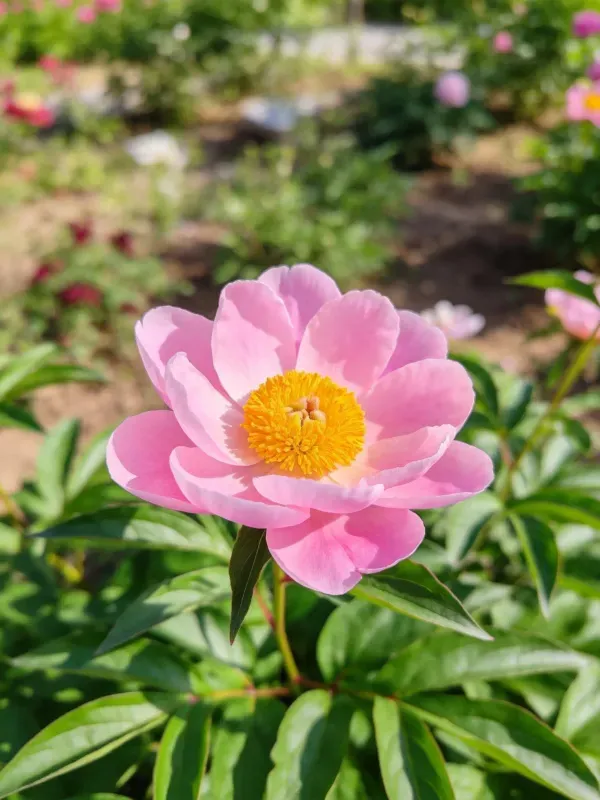 芍药花朵在花园中的特写镜头