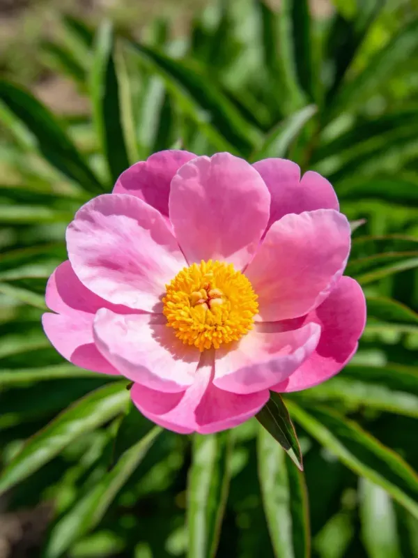 花园中盛放的粉色牡丹