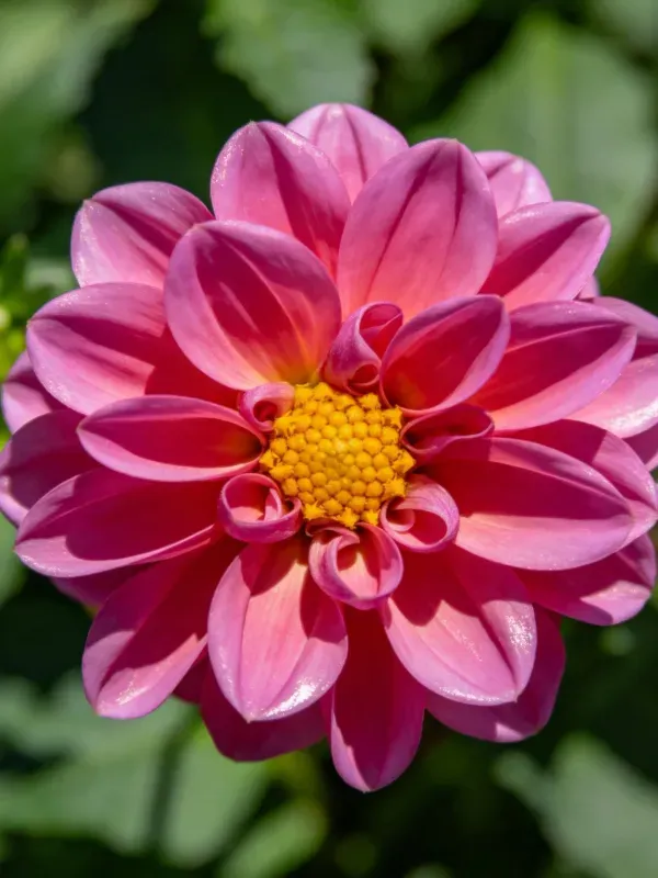 粉色大丽花层层展开的花瓣,中心是明亮的黄色花蕊,花瓣呈现渐变粉红色泽。