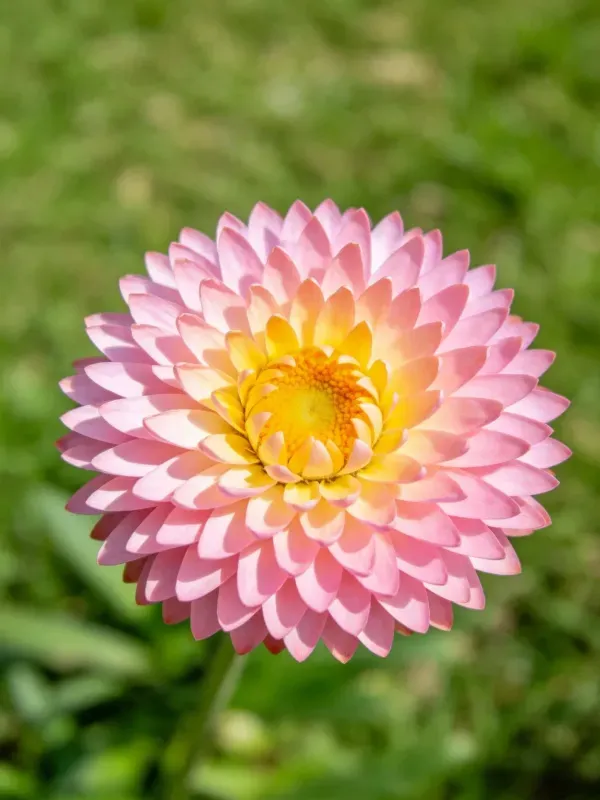 大丽花呈现出粉色渐变的美丽花瓣,中心是黄色的花盘,花瓣边缘微微卷曲。