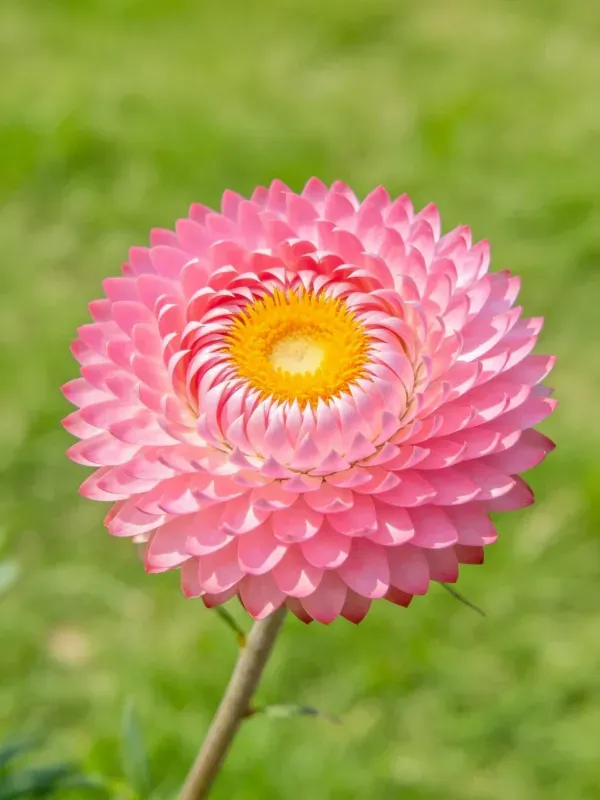 麦秆菊的特写拍摄场景