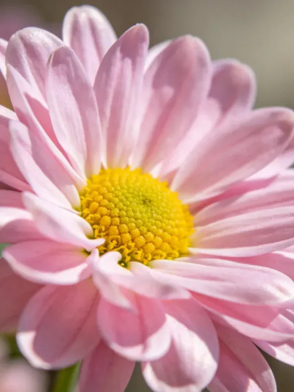 粉绒菊的淡粉色花瓣环绕着明亮的黄色花心,花瓣边缘微微卷曲。